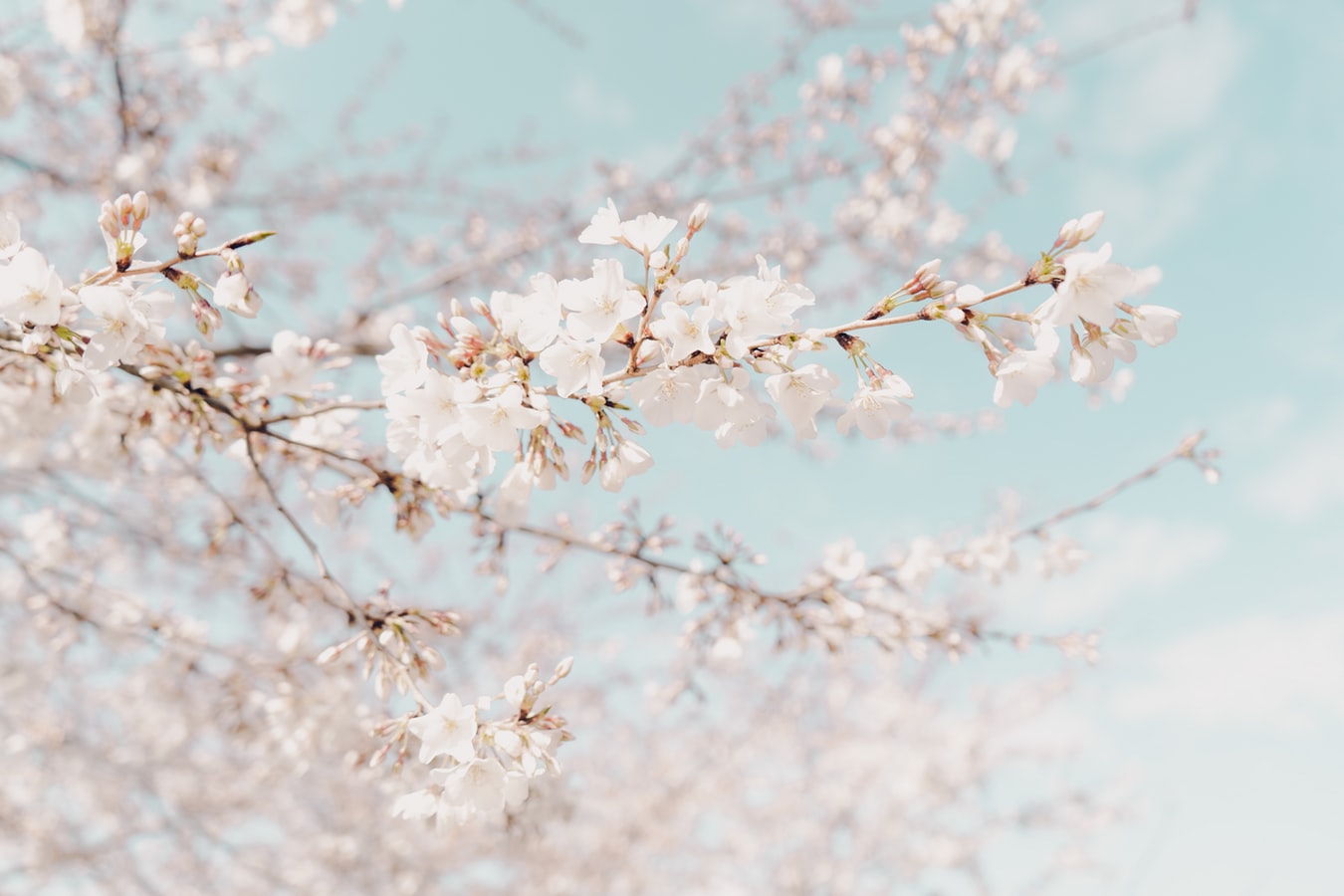 cherryblossoms2